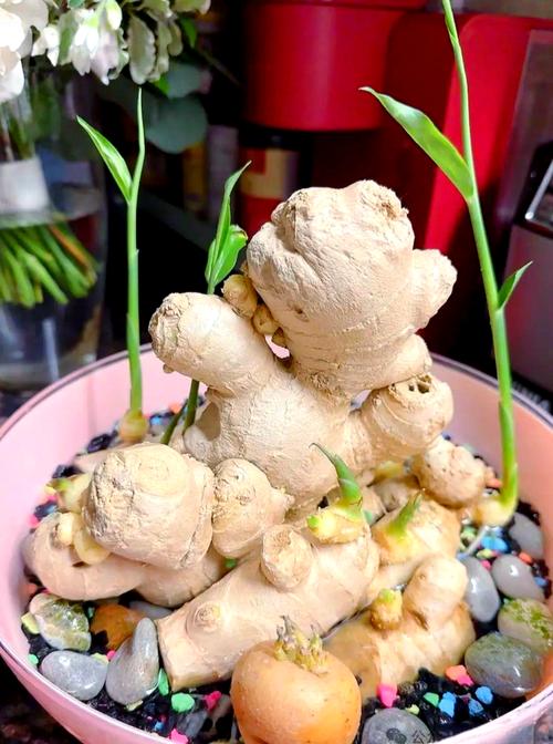 创意姜图片，创意在哪？-图1