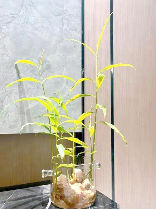 创意姜图片，创意在哪？-图2