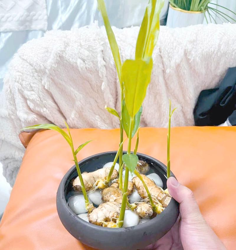 创意姜图片，创意在哪？-图3