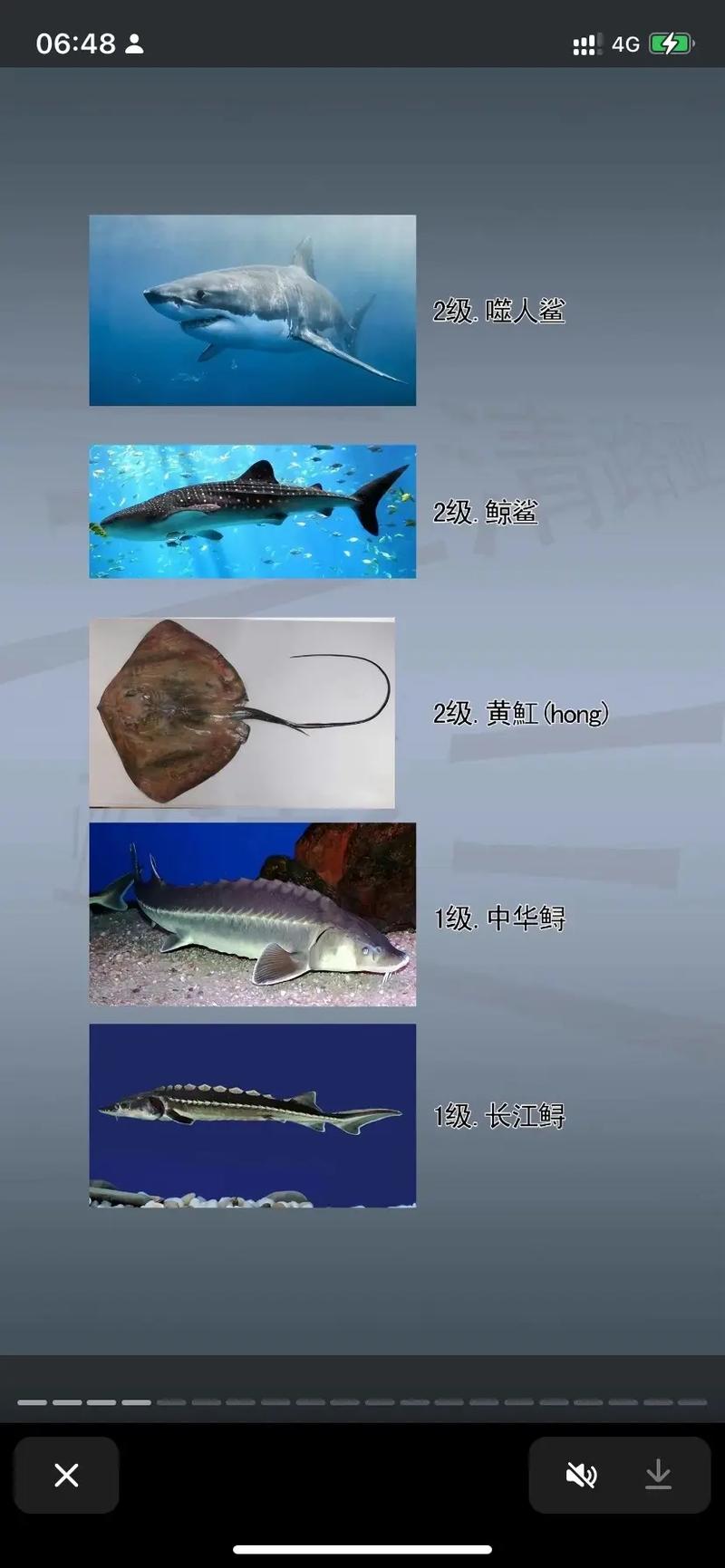 鱼动物描写技巧，鱼动物描写技巧有哪些-图3