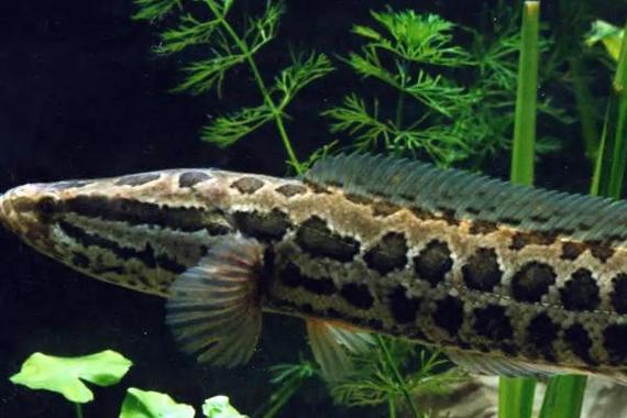 鱼动物描写技巧，鱼动物描写技巧有哪些-图2