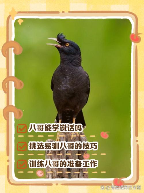 八哥教语技巧，八哥教语技巧和方法-图2