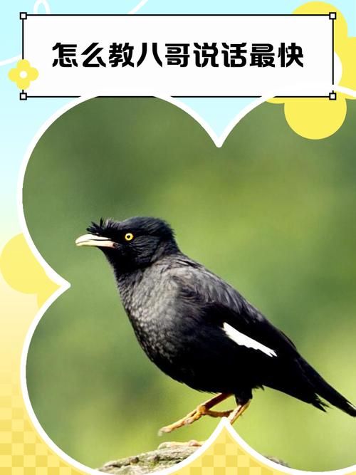八哥教语技巧，八哥教语技巧和方法-图1