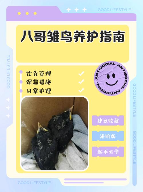 八哥教语技巧，八哥教语技巧和方法-图3