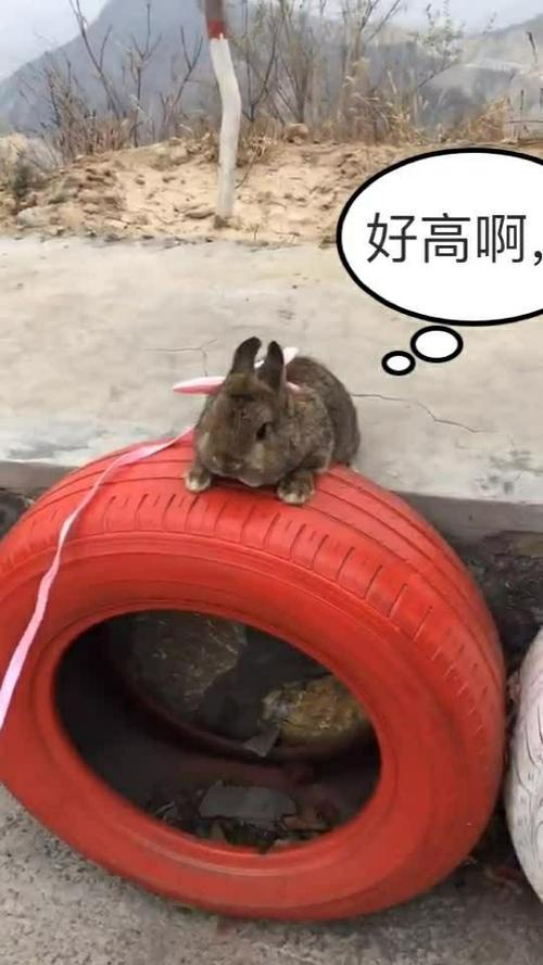 创意轮胎兔子，废旧轮胎如何变身萌兔？-图2