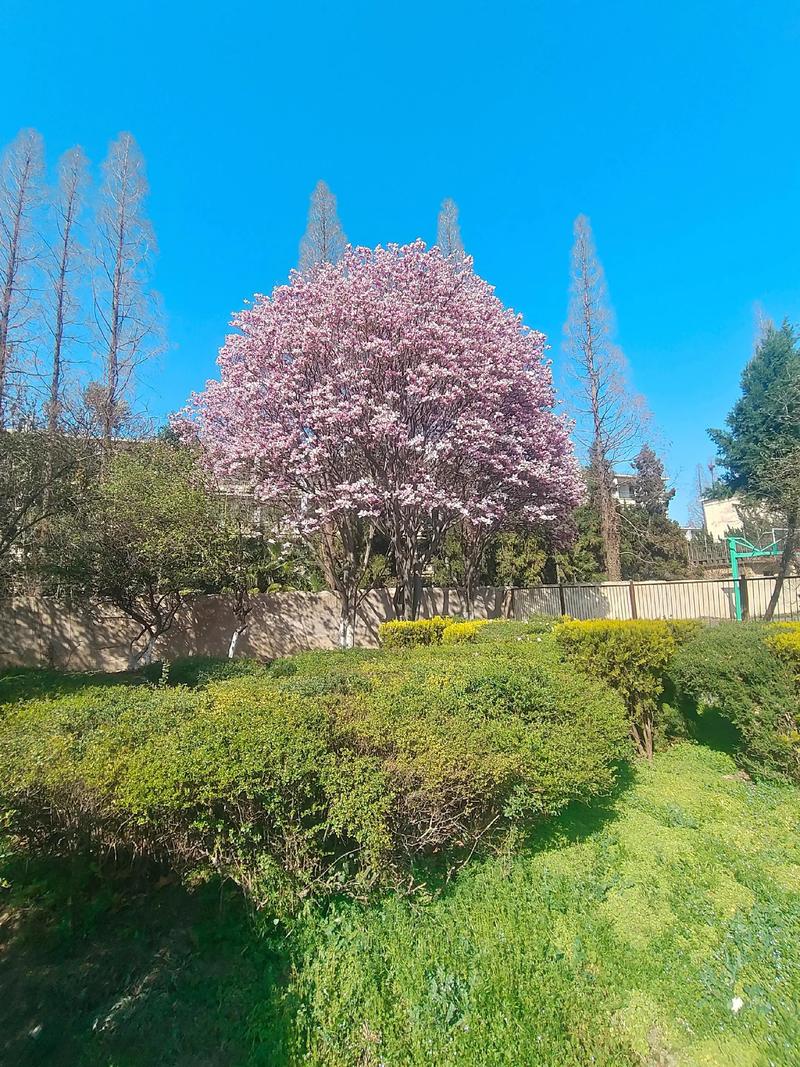 春天校园拍出好照片，有哪些实用技巧？-图1