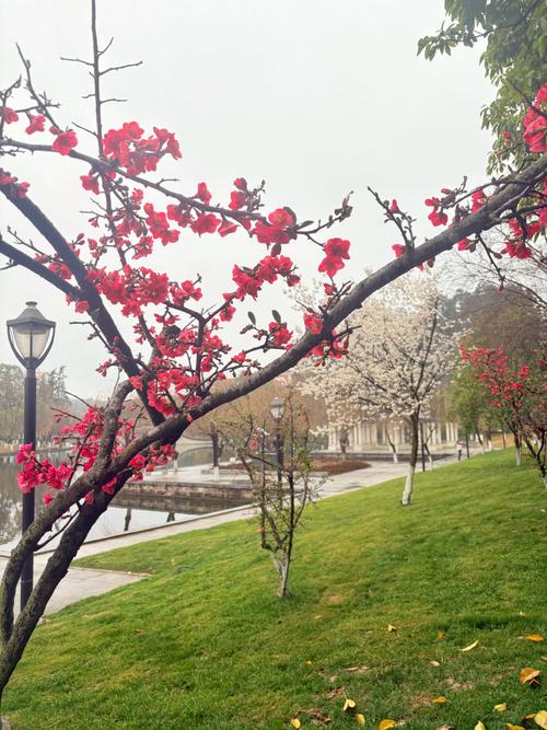 春天校园拍出好照片，有哪些实用技巧？-图3