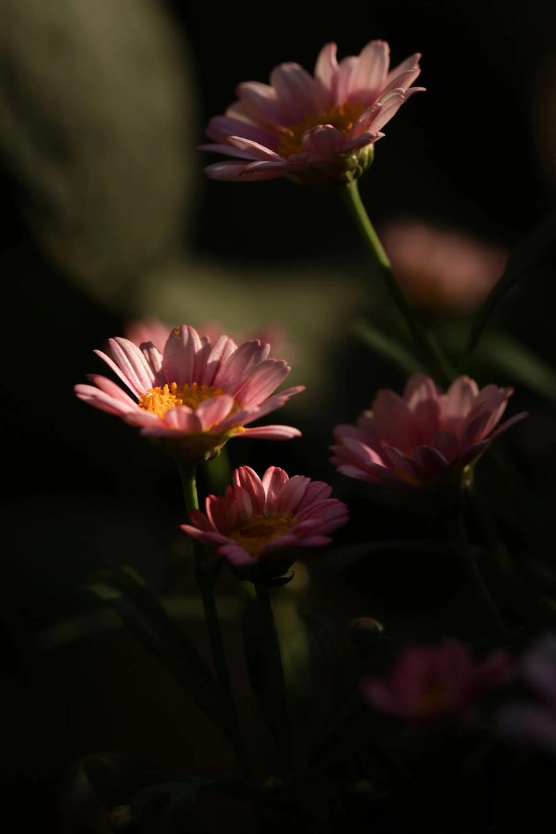 创意微距摄影如何突破常规视角，用微观世界构建独特视觉叙事？-图3