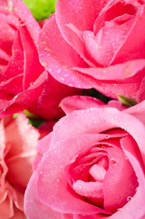 粉色创意图片有哪些独特的设计灵感？如何通过色彩搭配打造高质感视觉作品？-图3