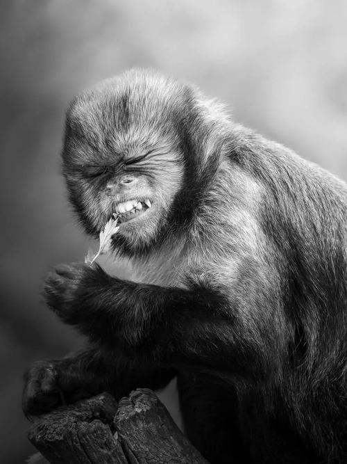 创意照片动物图片是如何突破传统摄影框架，实现艺术与自然和谐共生的？-图3