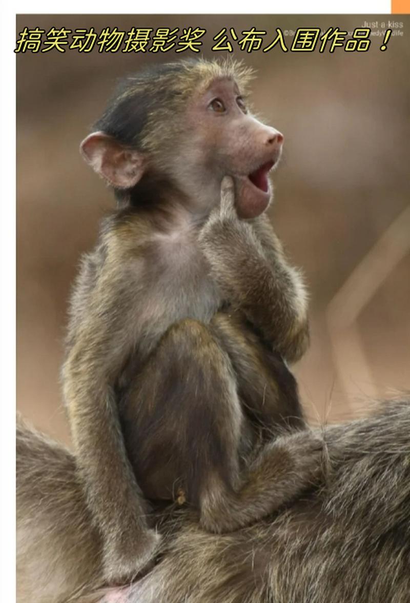 创意照片动物图片是如何突破传统摄影框架，实现艺术与自然和谐共生的？-图2