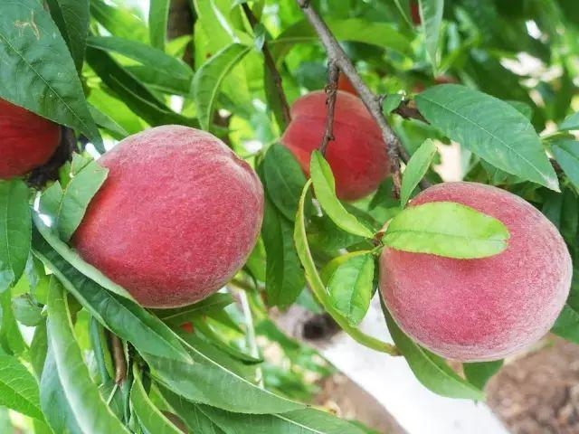 仙桃定位七技巧究竟有哪些核心方法?如何精准把握仙桃定位的关键要素?-图3 仙桃定位七技巧究竟有哪些核心方法?如何精准把握仙桃定位的关键要素?-图3