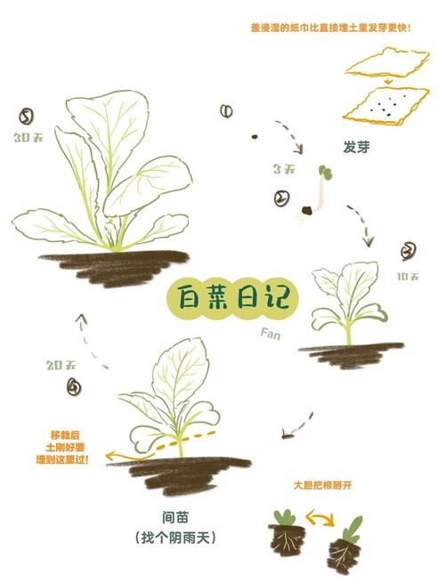 种菜技巧及心得-图1