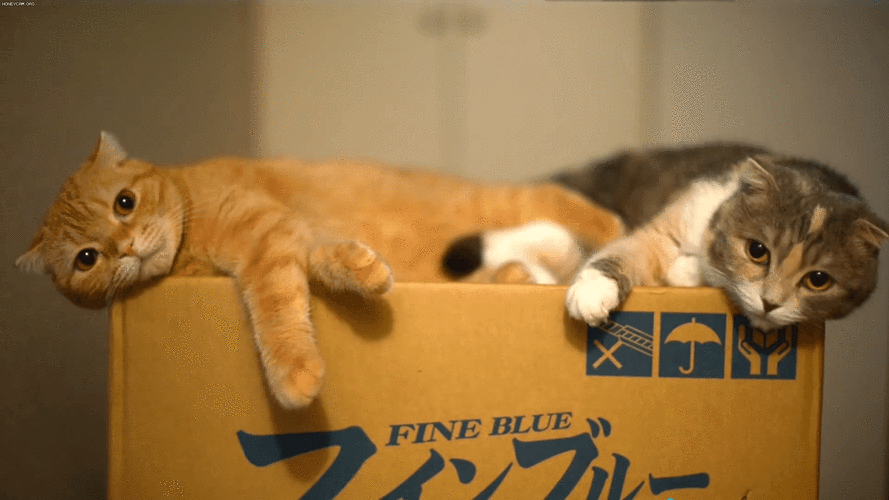 唯美创意动态壁纸可爱图片哪里找？-图1