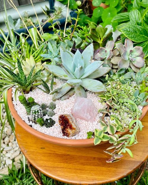 欧美多肉创意拼盘图片-图3