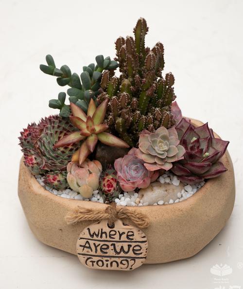 欧美多肉创意拼盘图片-图1