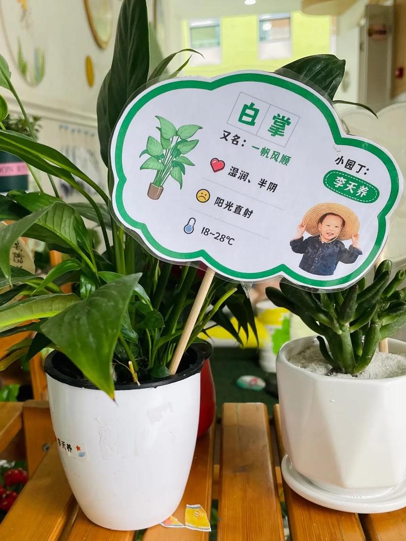 幼儿园种植区创意名，幼儿园种植区创意名称-图1
