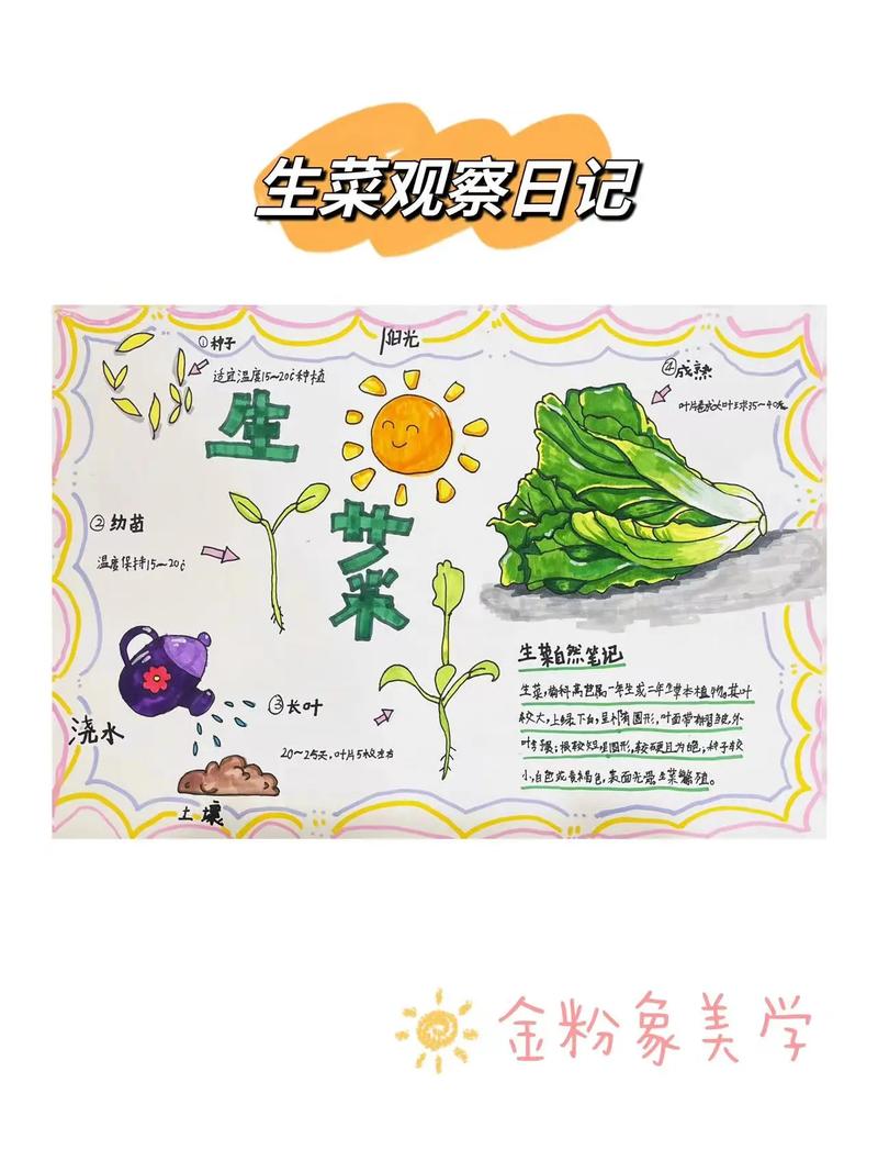 生菜也能画画？创意画怎么画？-图2