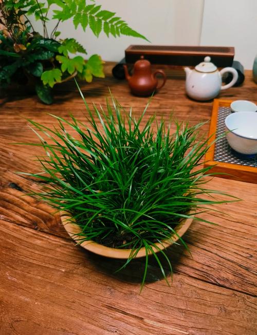 菖蒲修剪技巧-图1