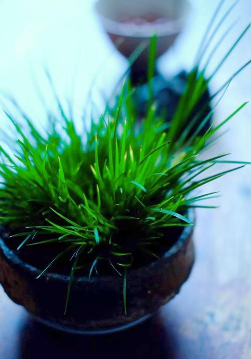 菖蒲修剪技巧-图2