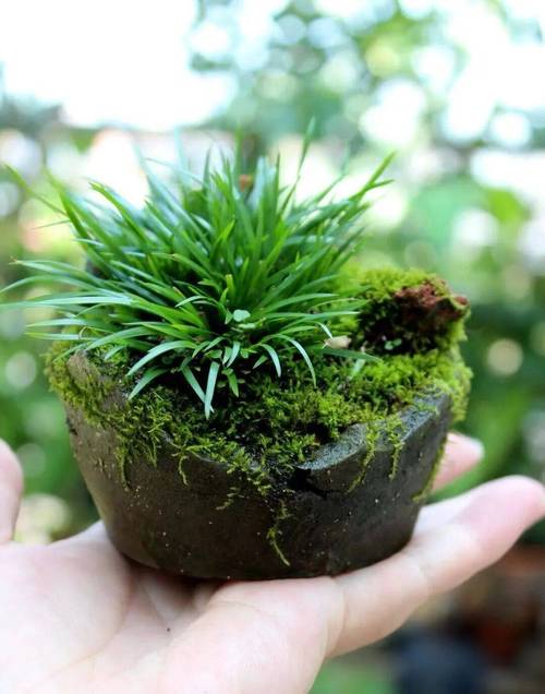 菖蒲修剪技巧-图3