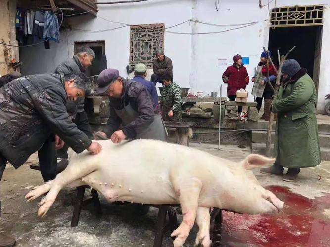 杀猪开膛技巧视频，实操要点有哪些？-图2