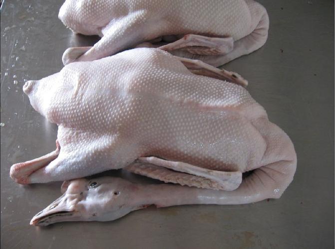 鹅开膛如何操作才不伤内脏？-图1