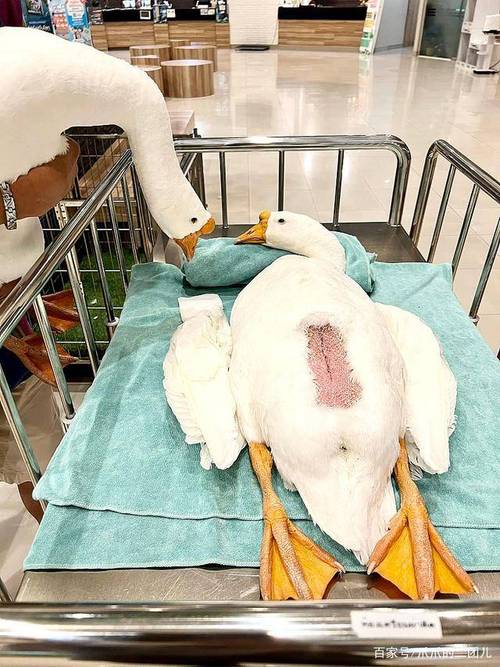 鹅开膛如何操作才不伤内脏？-图2