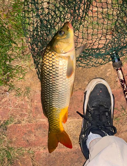 冬天黑坑如何高效钓鲤鱼？-图2