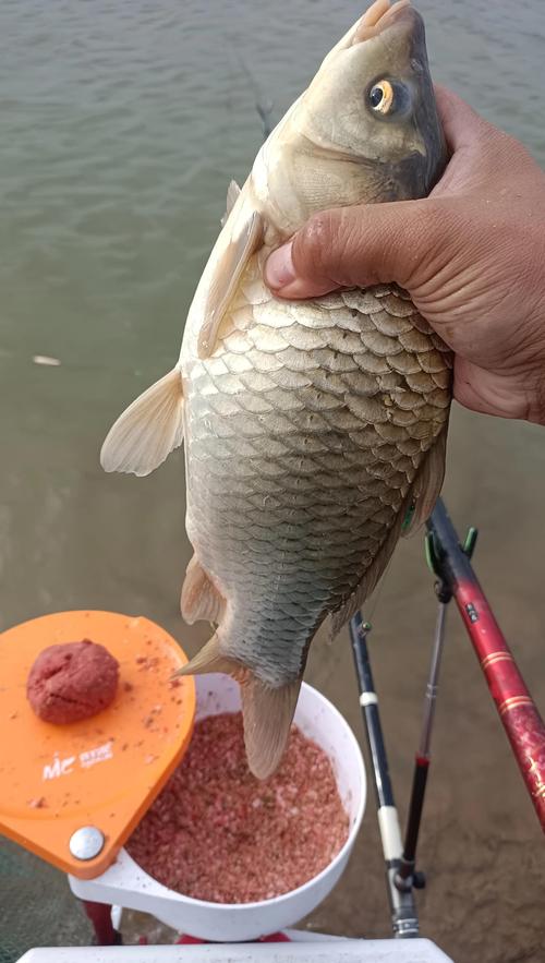 仲秋阴天钓鱼技巧-图3