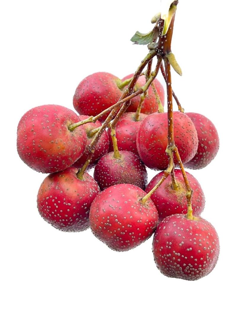 山楂创意图-图1 山楂创意图-图1