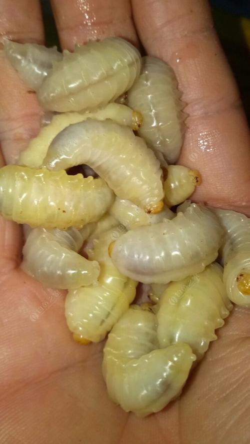 蜂蛹钓鱼技巧-图2 蜂蛹钓鱼技巧-图2