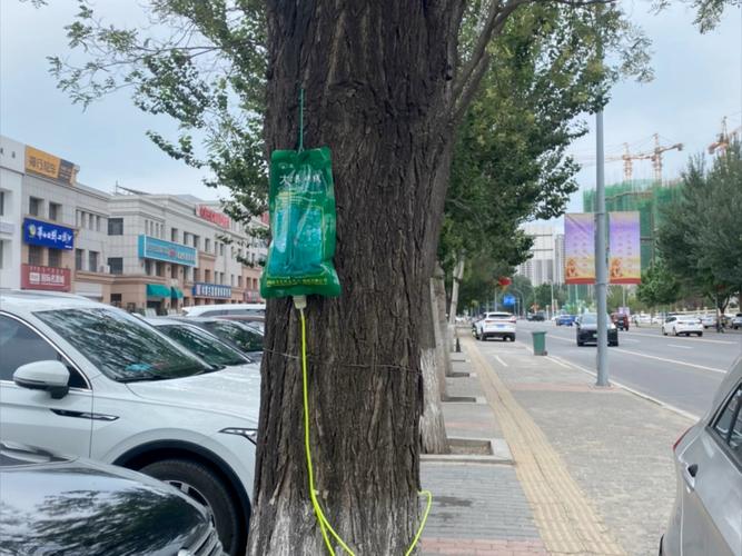 给树打针有哪些关键技巧？-图1