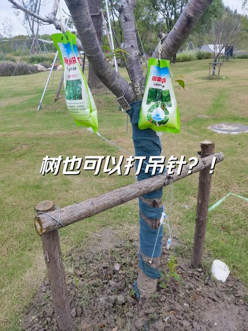给树打针有哪些关键技巧？-图2