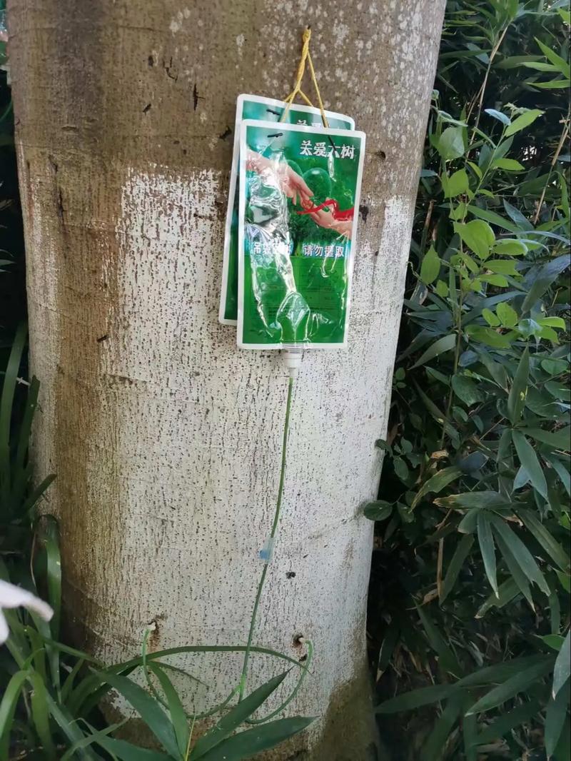给树打针有哪些关键技巧？-图3