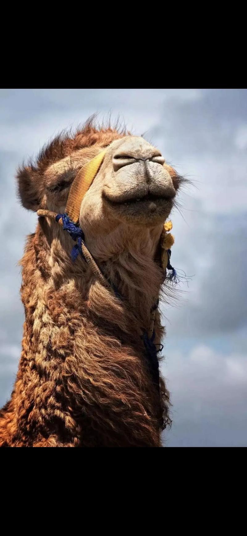 骆驼创意照-图1