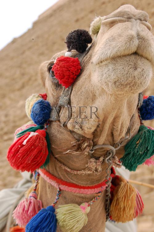 骆驼创意照-图2