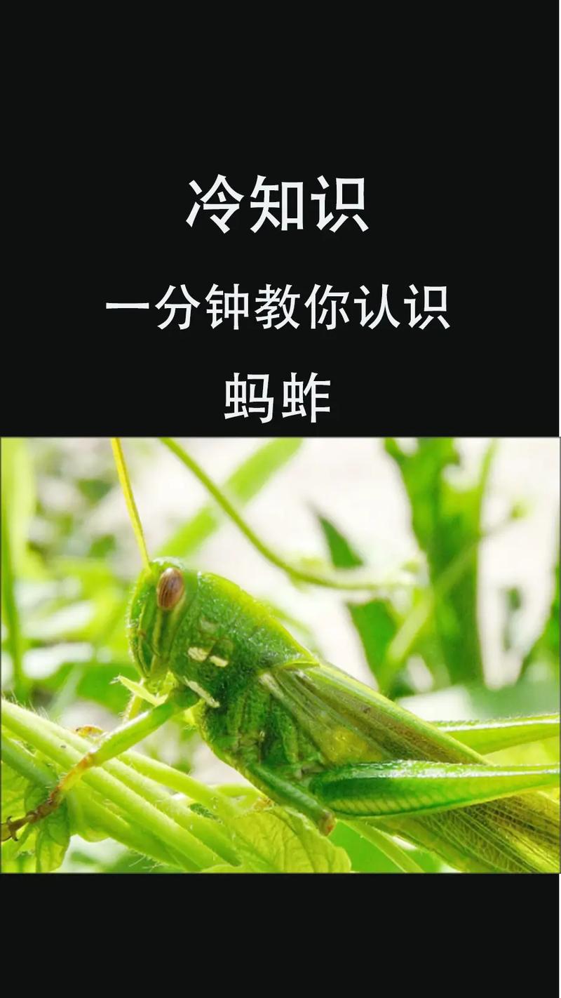 捉蚂蚱的技巧-图1 捉蚂蚱的技巧-图1