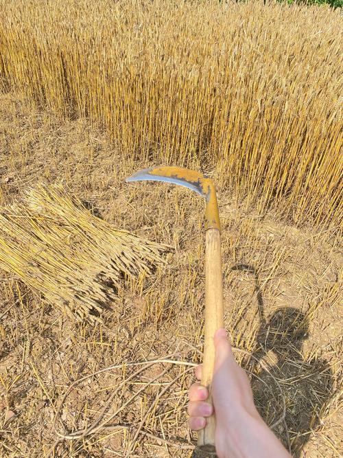 割麦子有哪些实用技巧？-图1