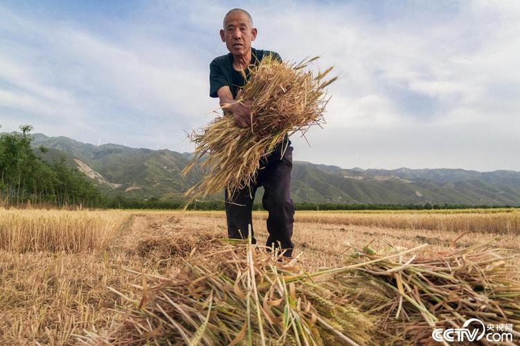 割麦子有哪些实用技巧？-图2