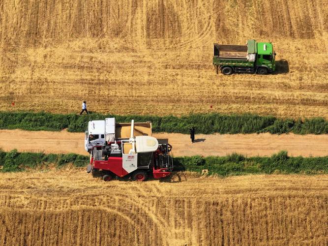 割麦子有哪些实用技巧？-图3