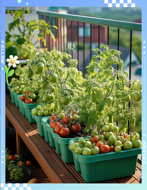 创意阳台种菜-图1 创意阳台种菜-图1