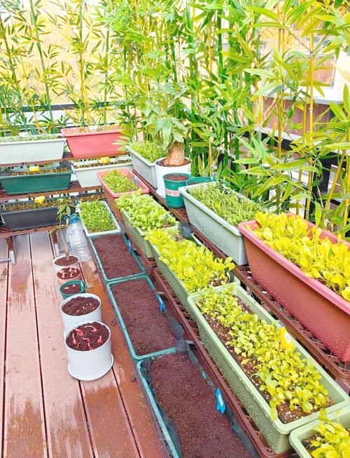 创意阳台种菜-图2 创意阳台种菜-图2