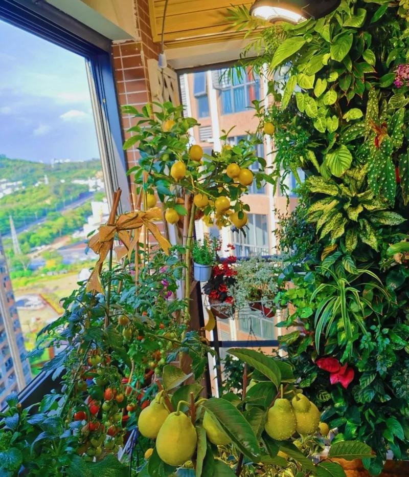 创意阳台种菜-图3 创意阳台种菜-图3