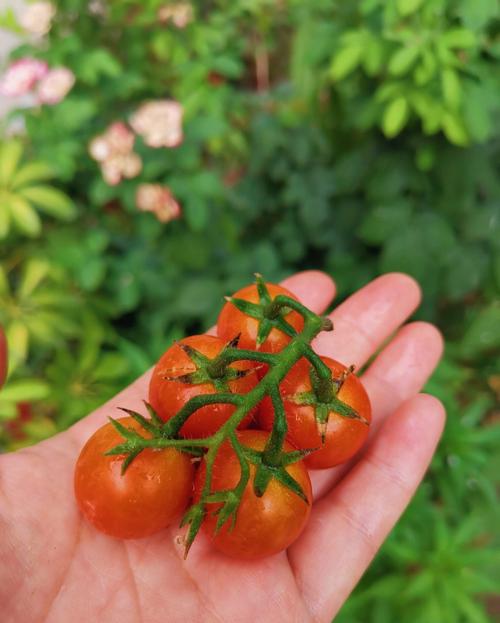 小番茄创意照-图1