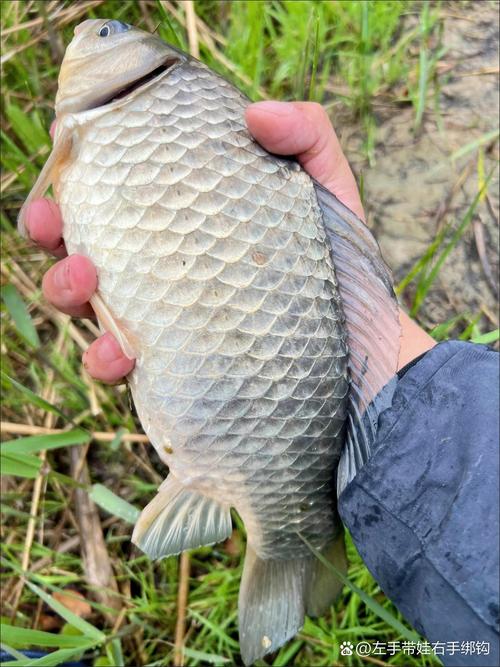 北方春季野钓鲫鱼，如何巧用技巧？-图2