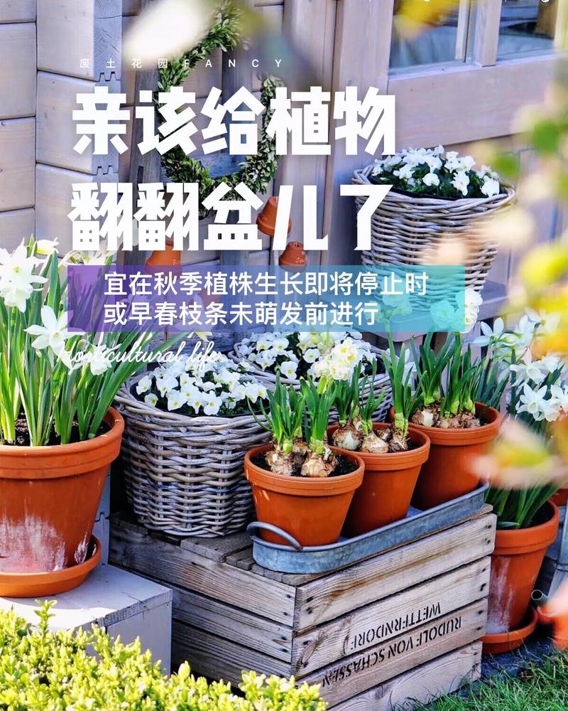 养翻翻的技巧，如何翻盆-图1