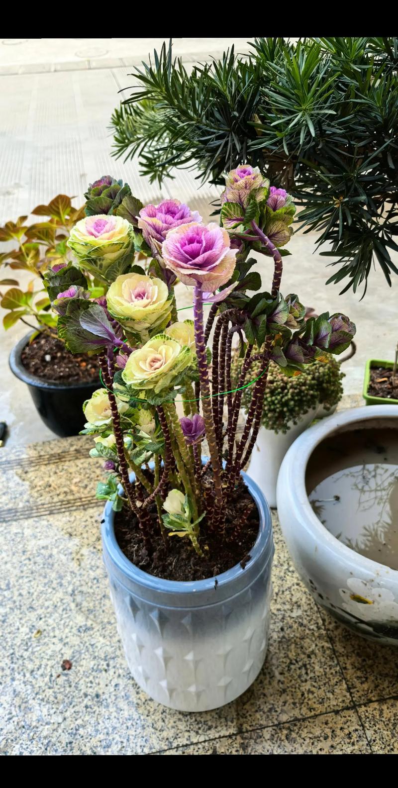 养翻翻的技巧，如何翻盆-图3