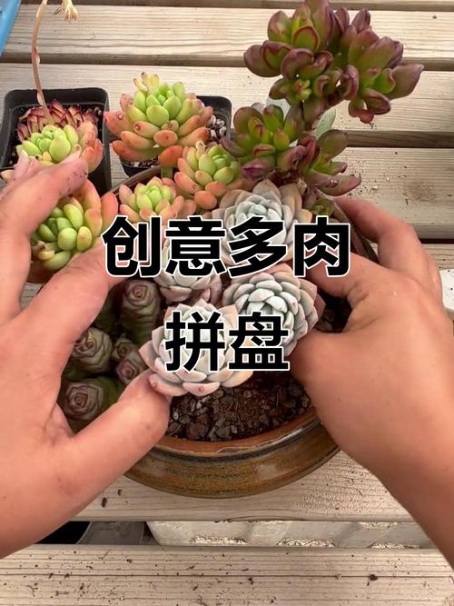创意多肉-图2
