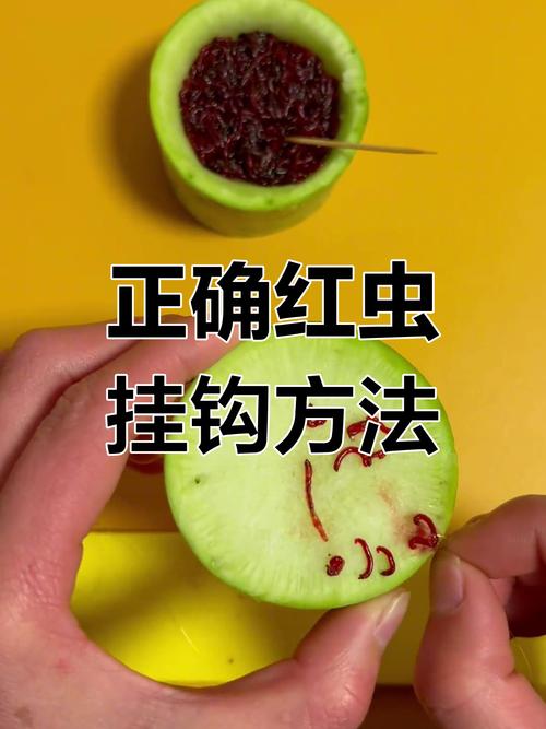 黑坑用红虫钓鲤鱼技巧,黑坑用红虫钓鲤鱼技巧视频-图1 黑坑用红虫钓鲤鱼技巧,黑坑用红虫钓鲤鱼技巧视频-图1